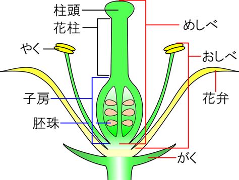 子房 成長|種子はどうやってできる？受粉後のめしべの変化！【。